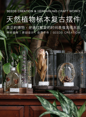 种籽造物天然植物标本干花永生花玄关侘寂风装饰博物桌面摆件