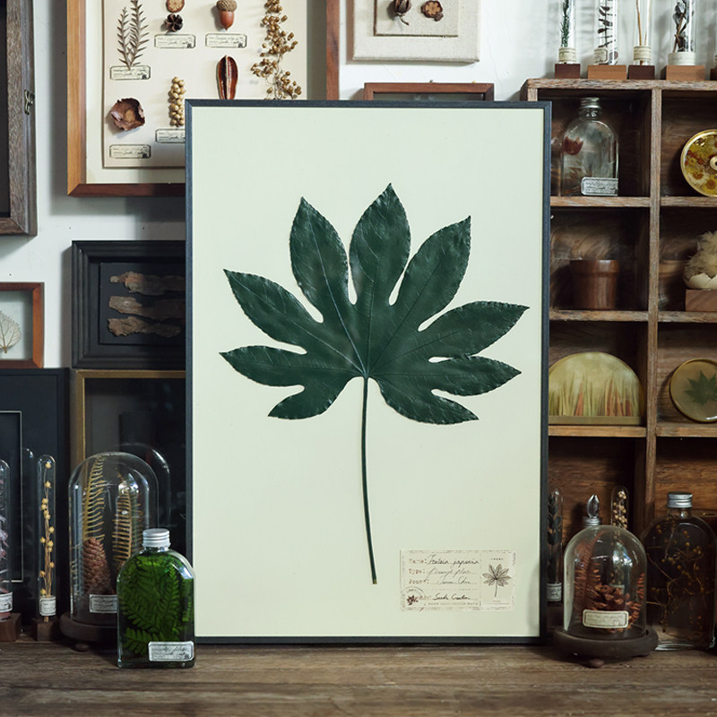 种籽造物八角金盘植物标本复古客厅装饰画沙发挂画组画