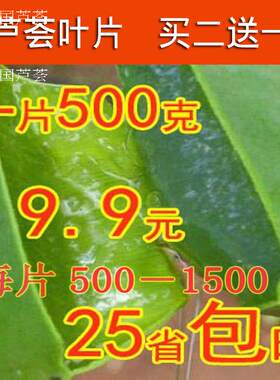 芦荟室内室外美容食用