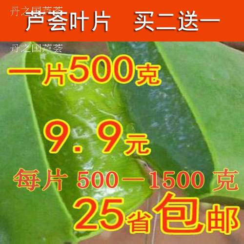 芦荟室内室外美容食用