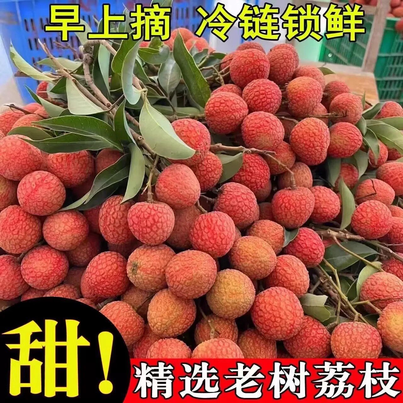 【晚熟品种】2026正宗潮汕雷岭黑叶荔枝新鲜现摘现发当季多汁水果