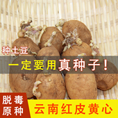 红皮土豆种孑云南马铃薯种籽黄心带芽高产批发芽原种脱毒可切块种
