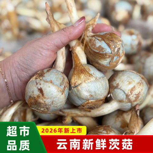 云南新鲜茨菇现挖青白皮慈姑茨菰马蹄荸荠燕尾草地栗芽菇特产蔬菜