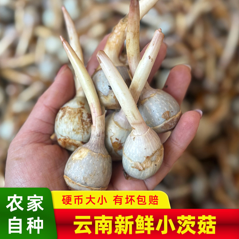 云南新鲜小茨菇现挖白慈姑冬茨菰马蹄荸荠燕尾草地栗芽菇特产蔬菜
