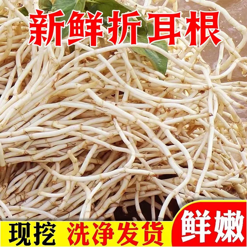 新鲜现挖鱼腥草折耳根包邮