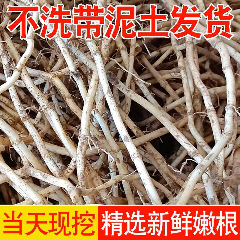 湖北新鲜现挖带泥鱼腥草折耳根