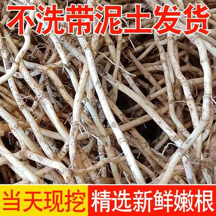 新鲜现挖带泥鱼腥草节节根折耳根茎湖北特产农家凉拌煲汤食材包邮