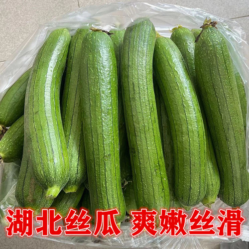 新鲜宜昌特产白玉丝瓜包邮