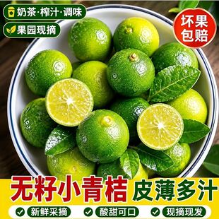农家无籽小青桔新鲜现摘水果5斤 青桔子小柠檬奶茶店果茶现摘现发