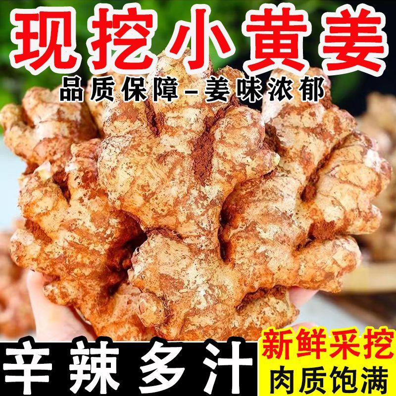 云南德宏现挖老姜月子姜
