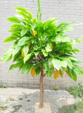 仿真杨桃树五敛子树阳桃树星梨树仿真亚热带水果树绿植物果树大树