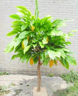 仿真杨桃树五敛子树阳桃树星梨树仿真亚热带水果树绿植物果树大树