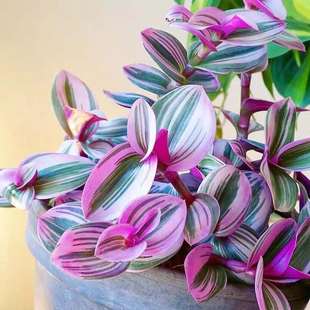 紫露草锦 室内 三色 油画婚礼吊兰 观赏植物