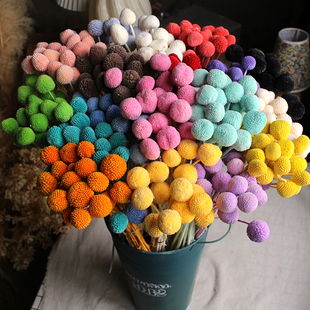 黃金球永生花云南保鮮花diy花材家居裝 飾 飾干花擺拍道具插花裝