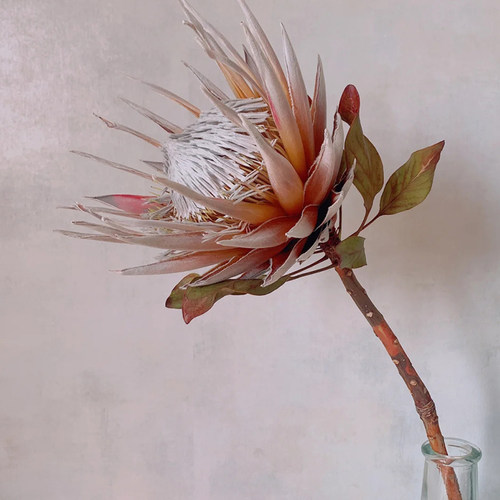进口帝王公主干花永生花轻奢高端
