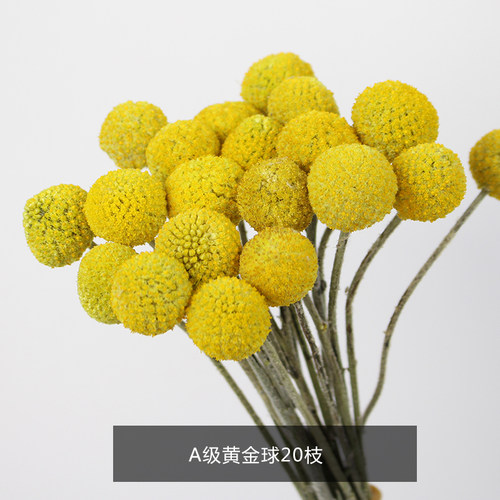 干花黄金球云南diy北欧风干
