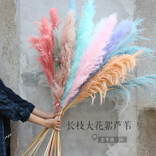 大芦苇干花长枝落地网红插花永生花服装店咖啡店橱窗摆设装饰造景