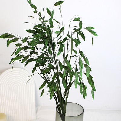 小盼草永生花真花轻奢风