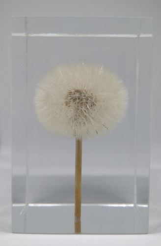 蒲公英标本里坊蒲公英标本立方体