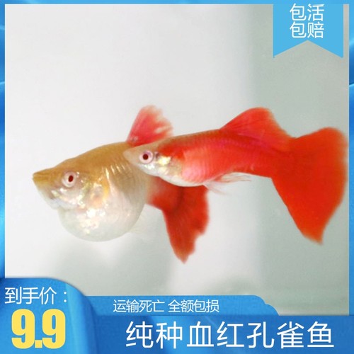 美国白子红礼服活体精品孔雀鱼