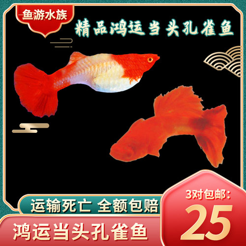 纯种热带鱼观赏鱼孔雀鱼