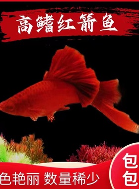 高鳍红箭鱼苗菊花帆红剑鱼狼牙帆刀公热带鱼观赏鱼小型鱼种鱼活物