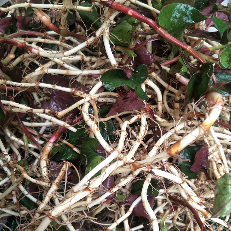 新鲜野生折儿根鱼腥草大凉山雷波土特产截儿根猪鼻蕺菜岑草狗贴耳