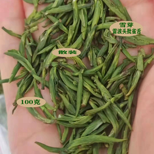 春季茶叶2025日照绿茶大凉山雷波特产西宁头批散装雪芽明前茶芽