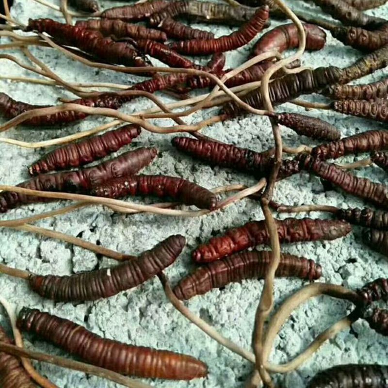 野生冬虫夏草正品凉山雷波正宗天然滋补特产野生鲜冬虫草带泥吃虫