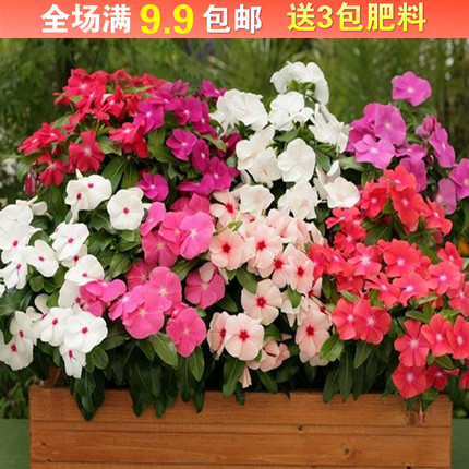 长春花种子日日春四季开花不断易种易活室内阳台盆栽庭院花籽种孑