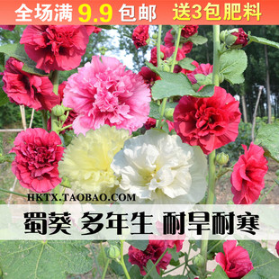蜀葵花种子重瓣四季种易活开花一丈红种子多年生宿根庭院花种籽孑