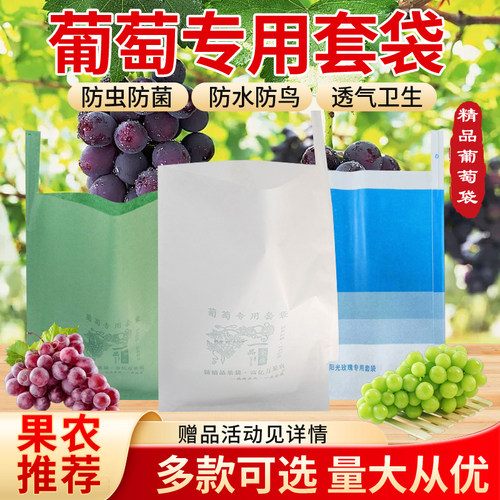 早熟葡萄套袋避雨棚葡萄阳光玫瑰