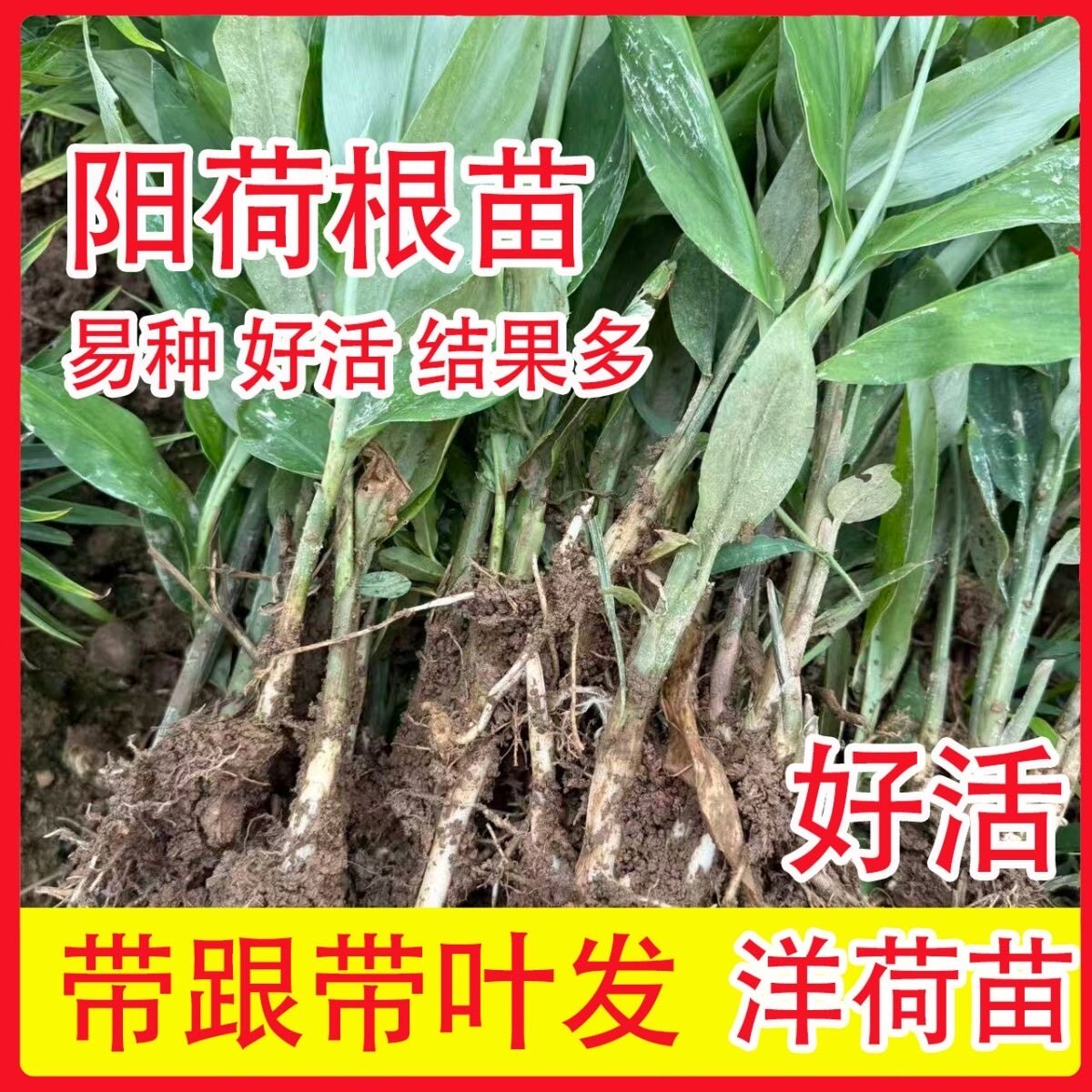 新鲜现挖洋荷姜苗阳荷姜洋火姜根其它