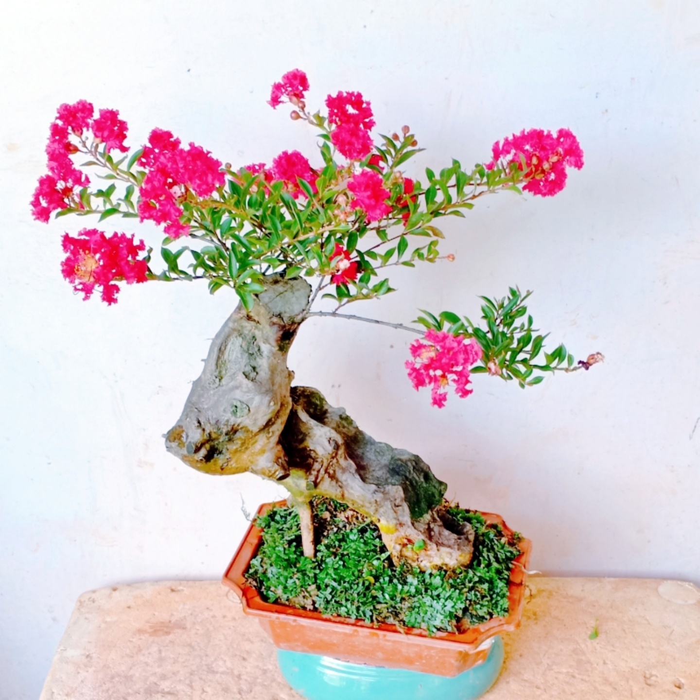 提根绿植红花金紫薇老桩盆景树苗