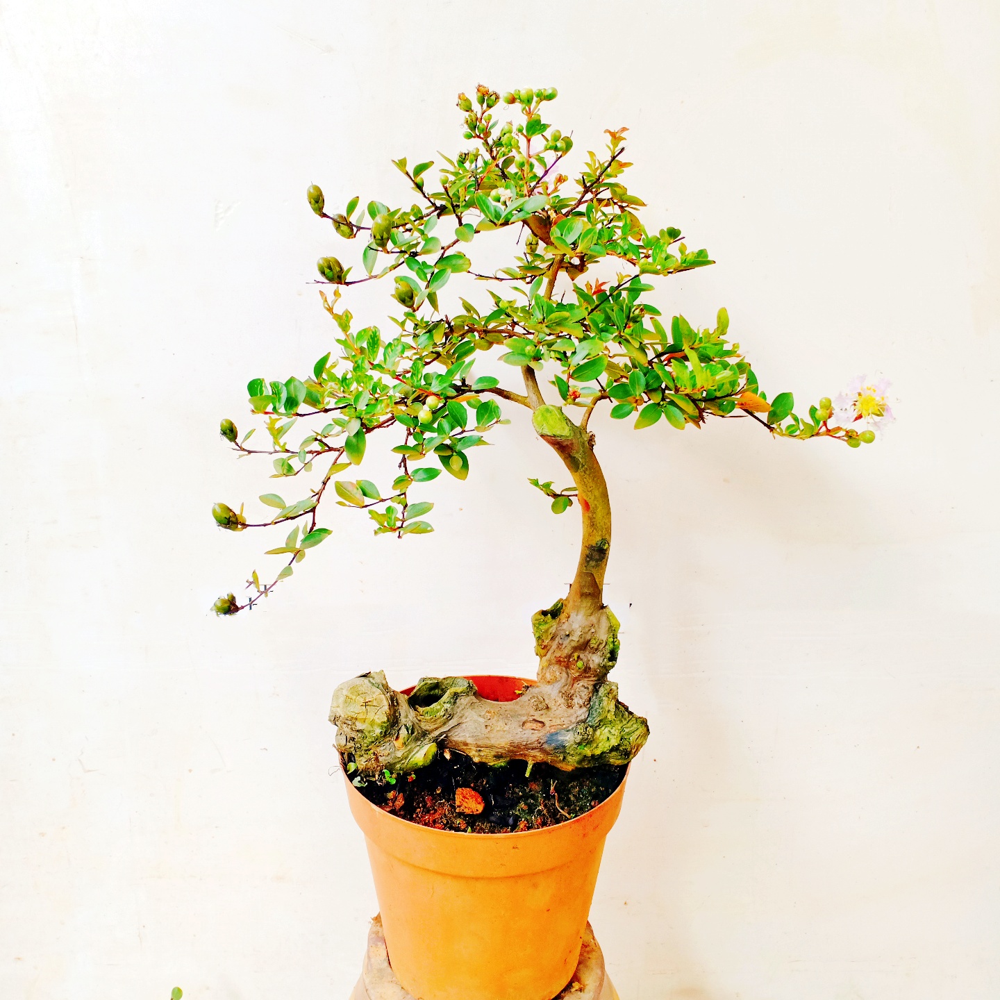 室内盆景植物老桩紫薇树苗好栽活