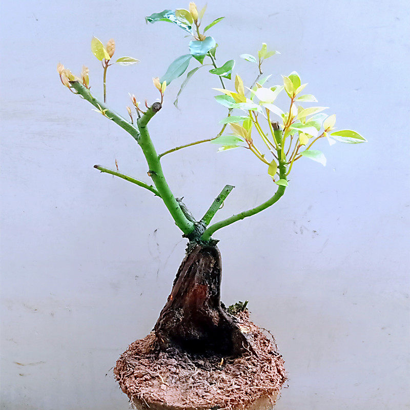 室内一物一拍原地栽生香樟树苗盆景老桩造型提根好养活精品小叶花