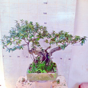 映山红老桩盆景树苗客厅栽植物室内矮霸一拍名贵四季开蜡皮杜鹃花