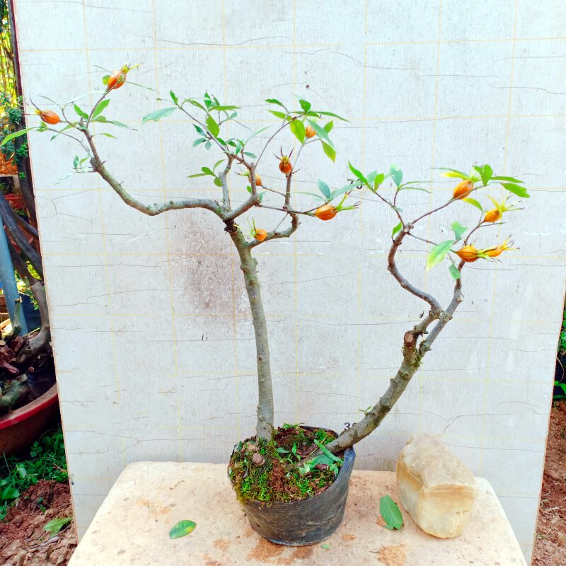 水横枝盆景老桩一物一拍树苗飘枝造型室内栽植小叶海岛山栀子花卉