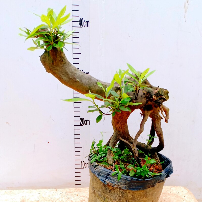 映山红精品老桩头一物一拍下造型杜鹃花盆景花点时间野外栽生树苗