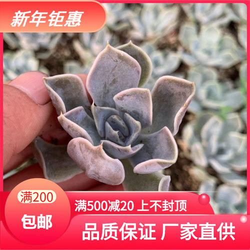 雪兔多肉价格 雪兔多肉图片 星期三