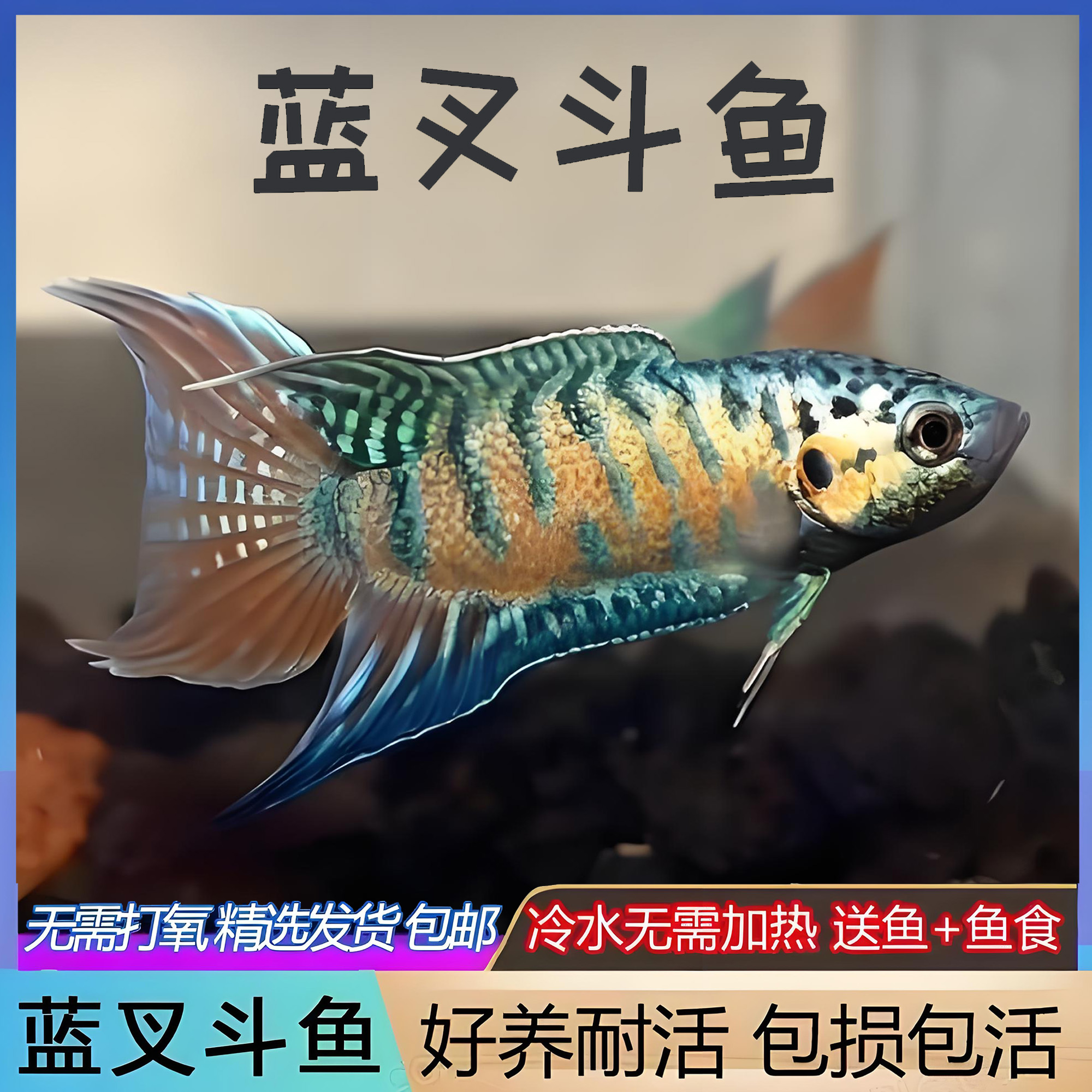 中国斗鱼蓝叉普叉人工改良蓝色小型淡水鱼活体观赏鱼冷水叉尾斗鱼