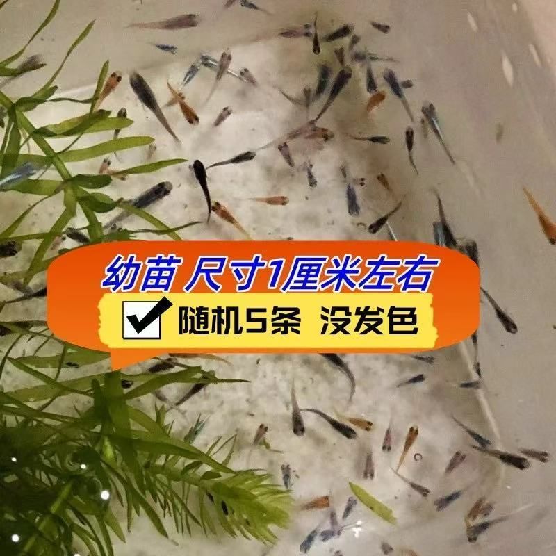 办公室阳台桌面迷你宠物鱼可爱好养耐活无需打氧微型锦鲤不加温