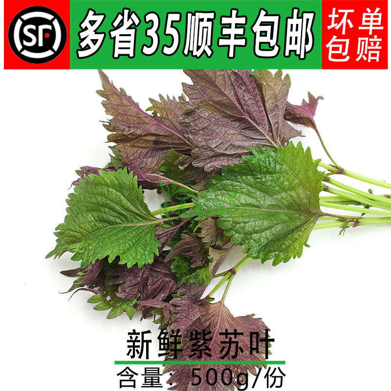 现摘新鲜紫苏叶500g 嫩头带杆 食用香料 专配鱼虾蟹牛蛙去腥提鲜