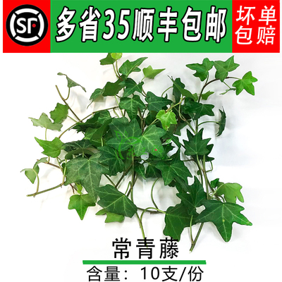 常春藤料理西餐摆盘点缀长青藤