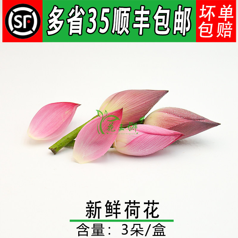新鲜荷花花瓣 莲花荷花苞 摆盘装饰花3朵 酒店西餐摆盘装饰点缀