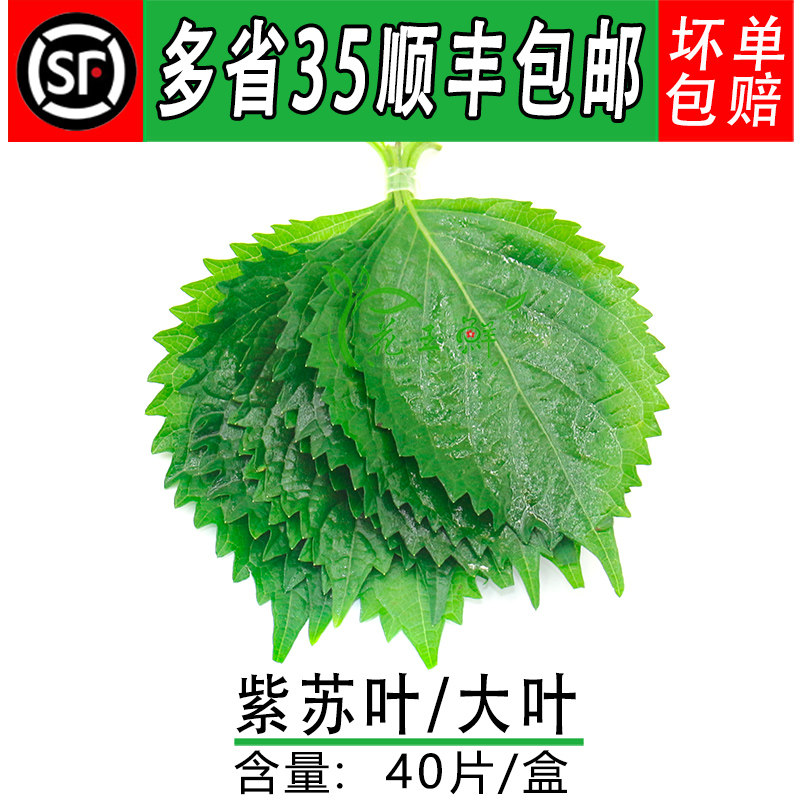 日料刺身摆盘紫苏叶 新鲜大叶 苏子叶食用花酒店西餐摆盘装饰