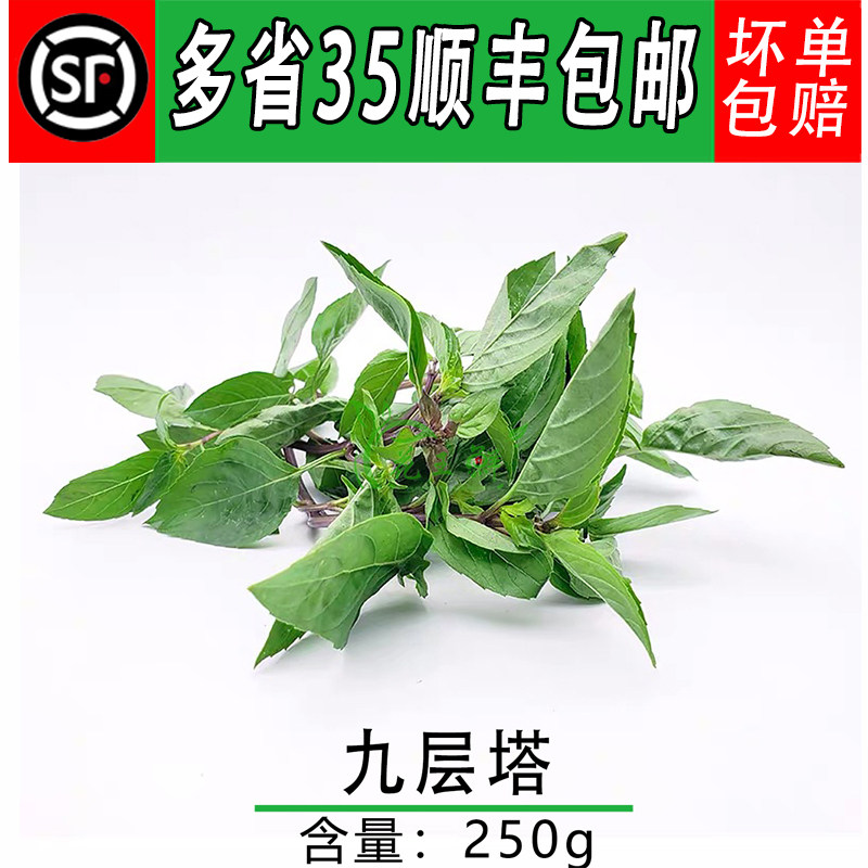 新鲜 九层塔 金不换 250g 西餐厅东南亚料理酒店台湾三杯鸡香料