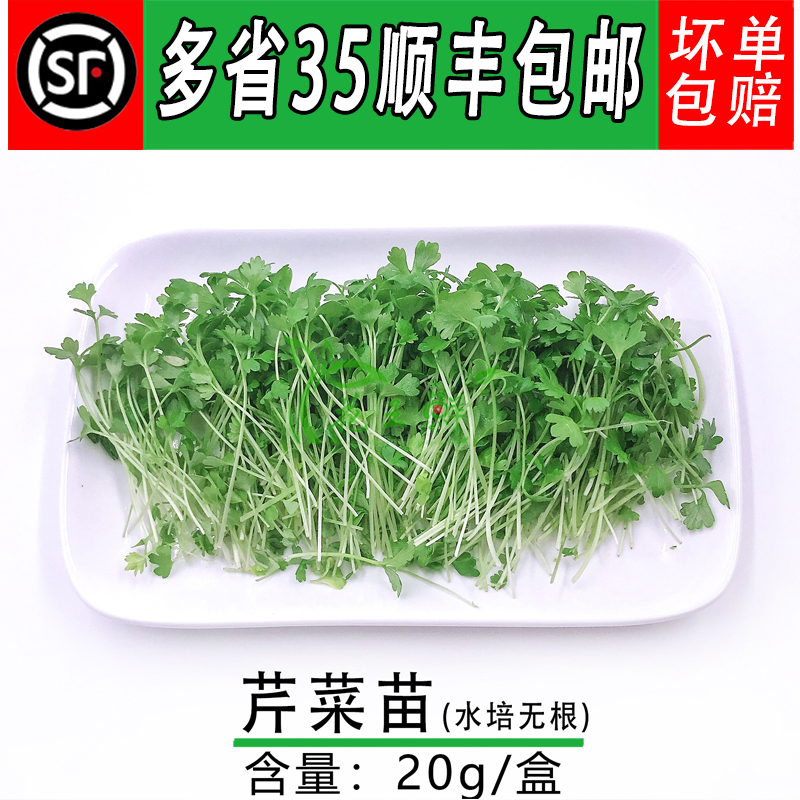 新鲜蔬菜 芹菜苗 香芹苗 可食用芽苗菜 酒店西餐摆盘装饰 20g