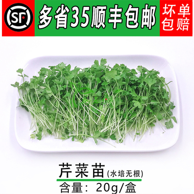 新鲜蔬菜 芹菜苗 香芹苗 可食用芽苗菜 酒店西餐摆盘装饰 20g
