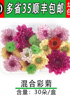 雏菊新鲜迷你鲜花小雏菊